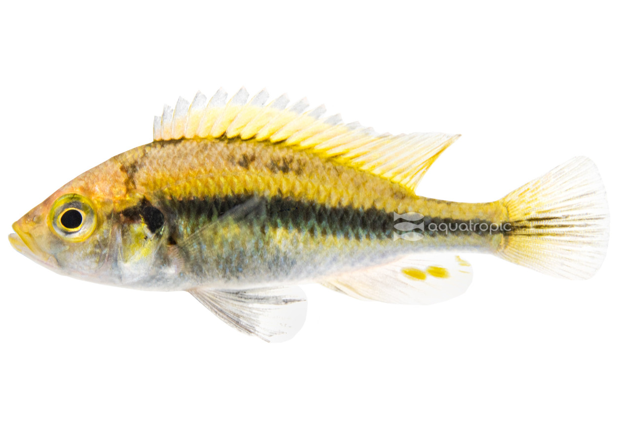 Hap Paropius Cichlid thumbnail image