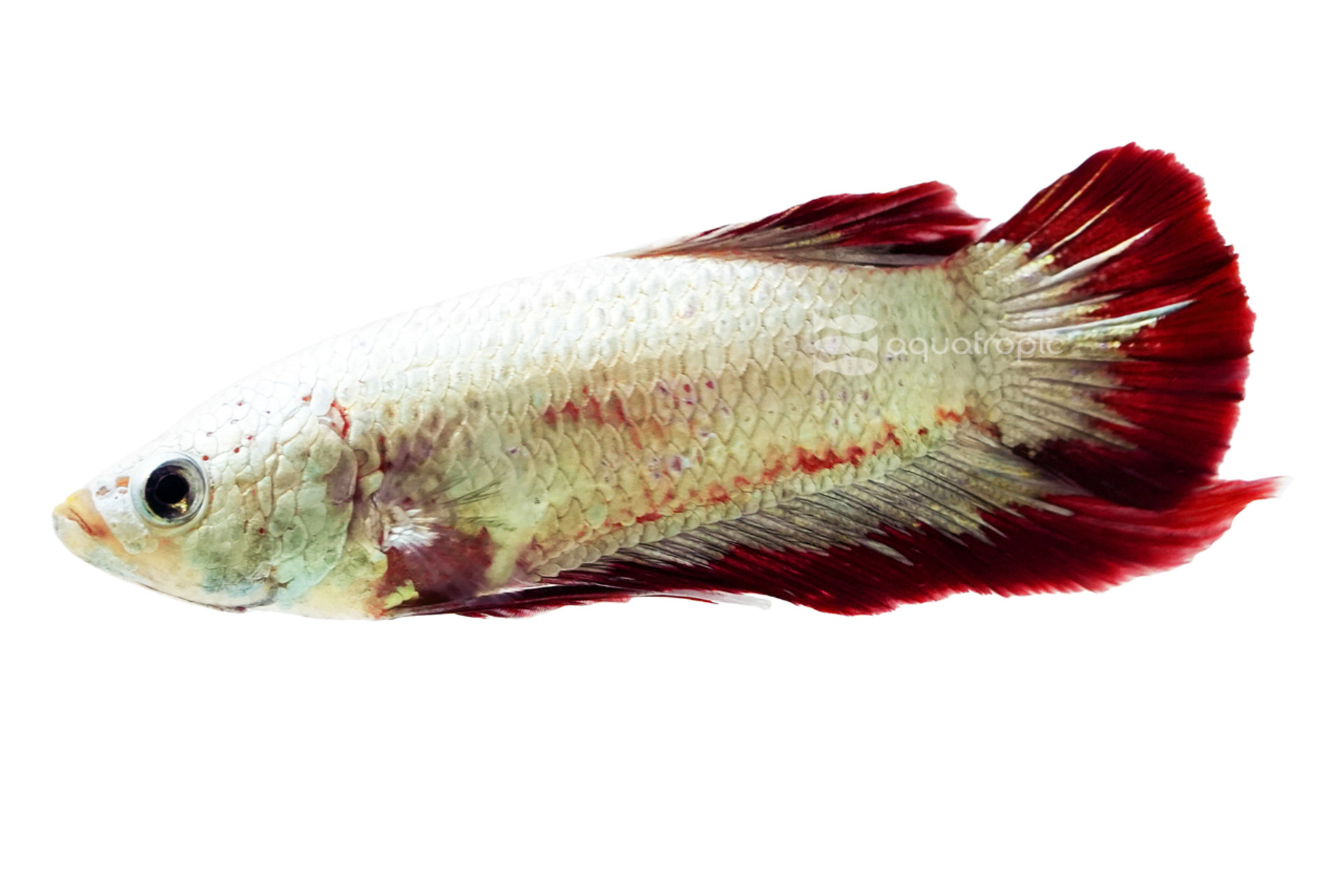 Male Red Platinum Dragon Betta thumbnail image