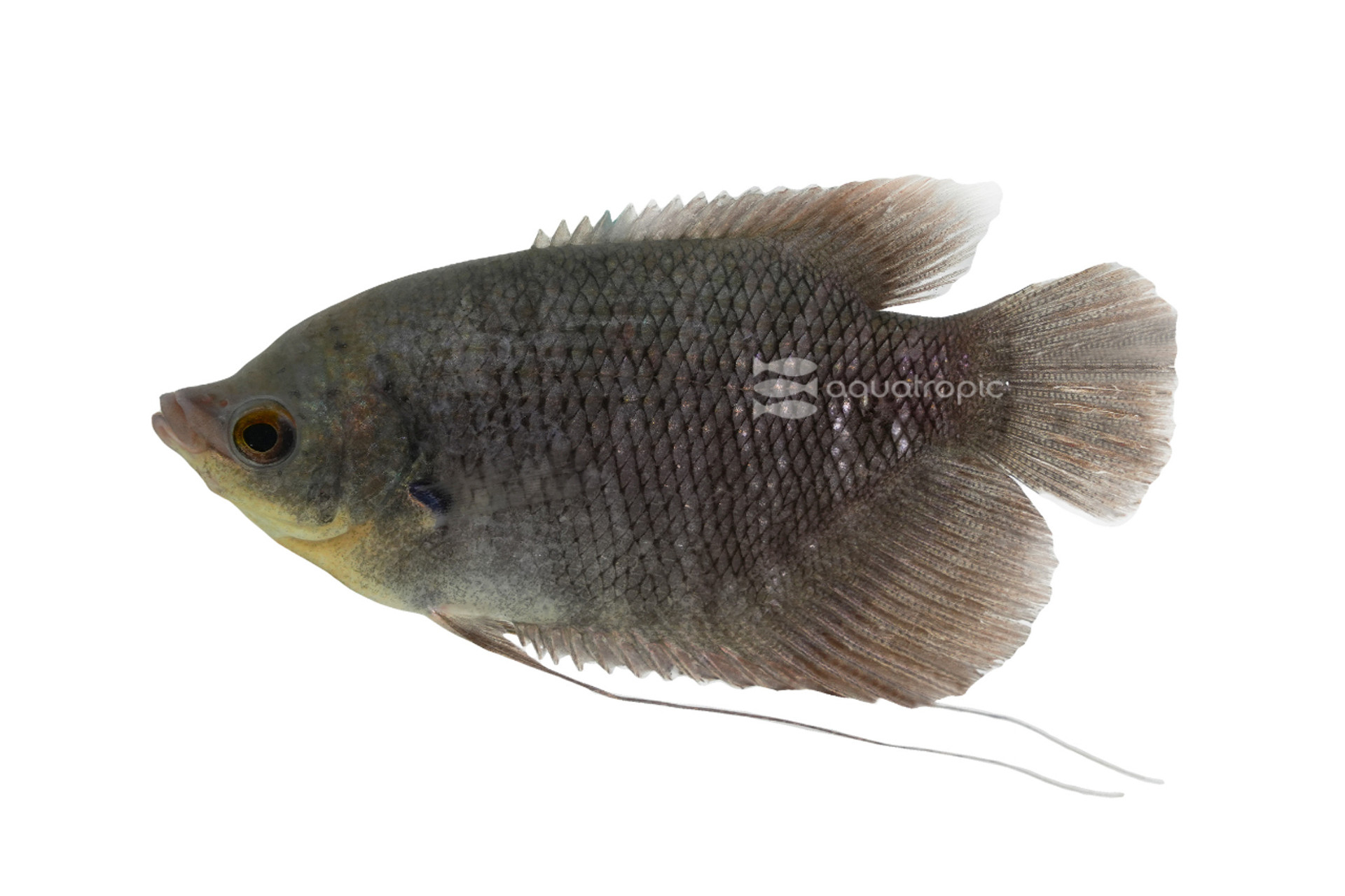 Giant Elephant Ear Gourami thumbnail image