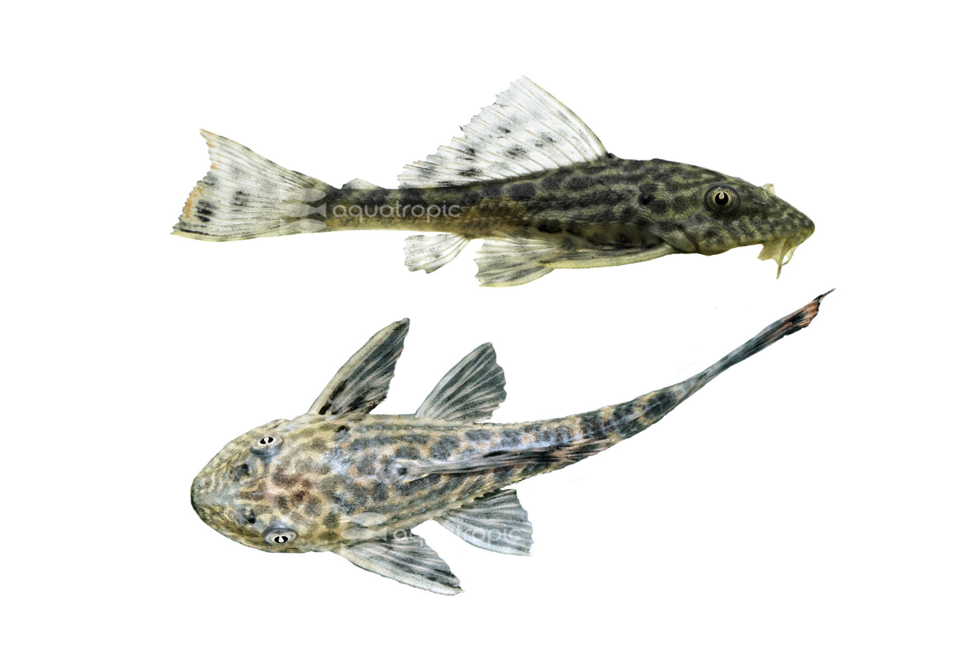Amazon Sailfin Plecostomus thumbnail image