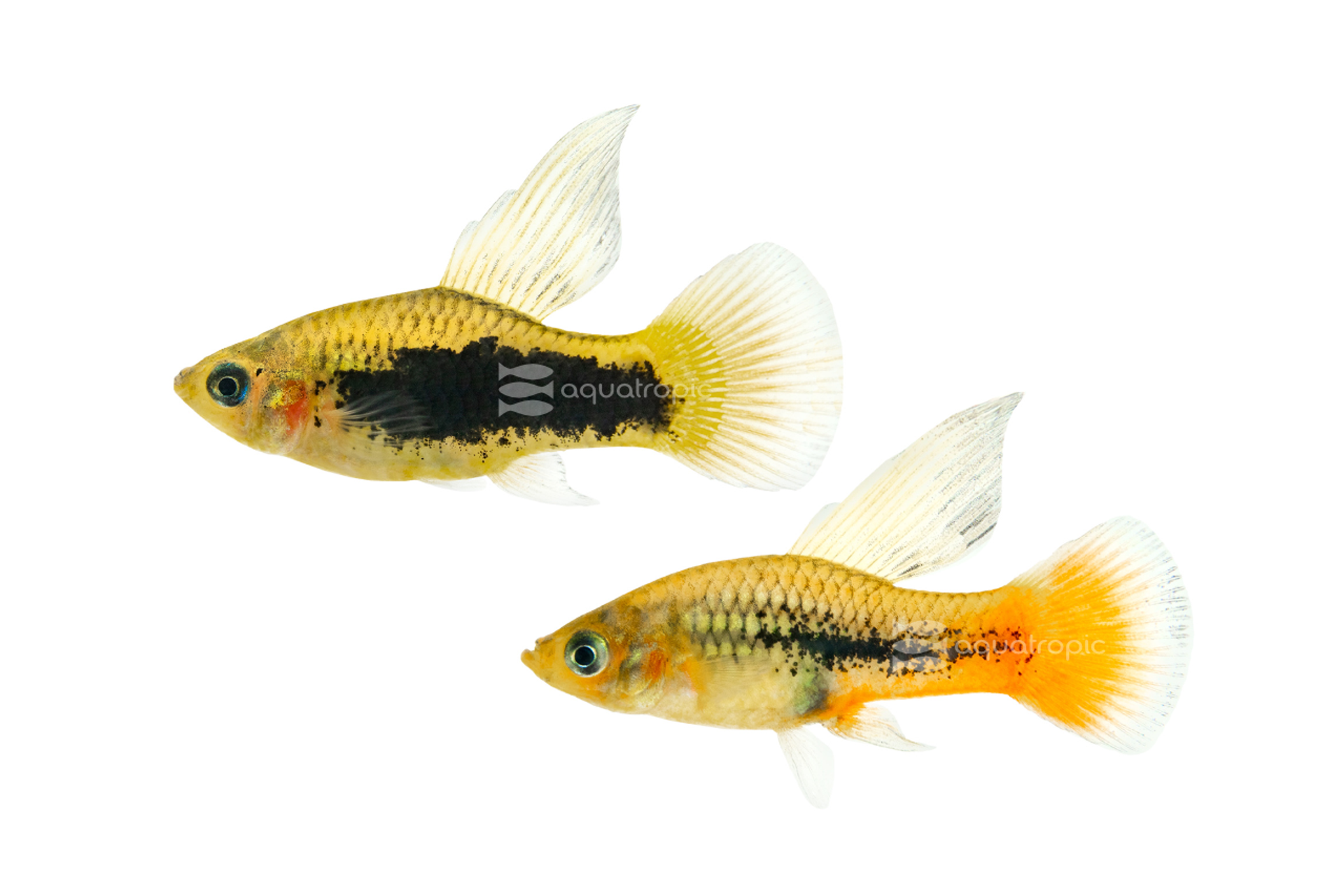 Bird of Paradise Platy thumbnail image