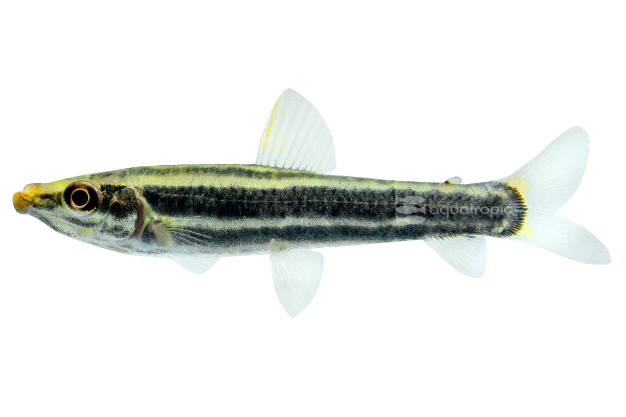 Anostomus anostomus thumbnail image