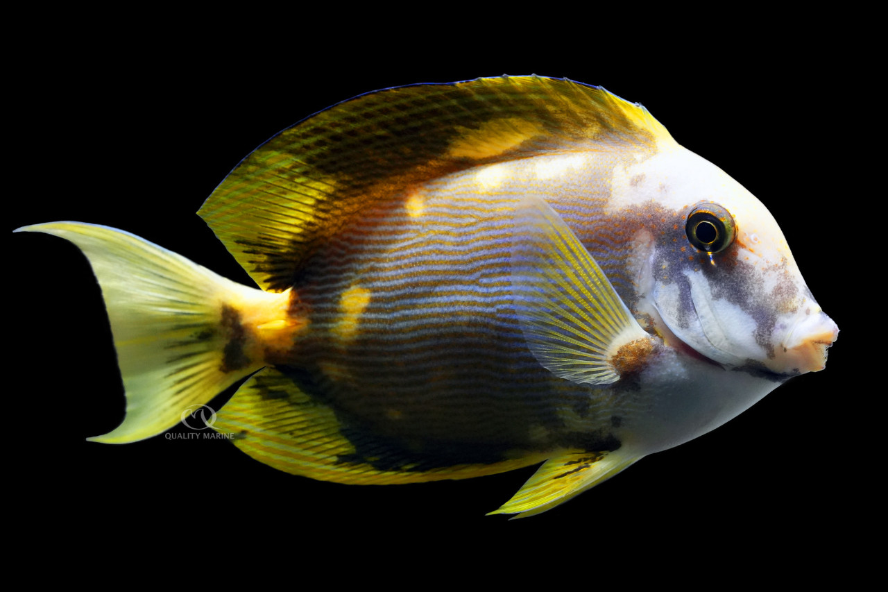 Aberrant Bristletooth Tang thumbnail image