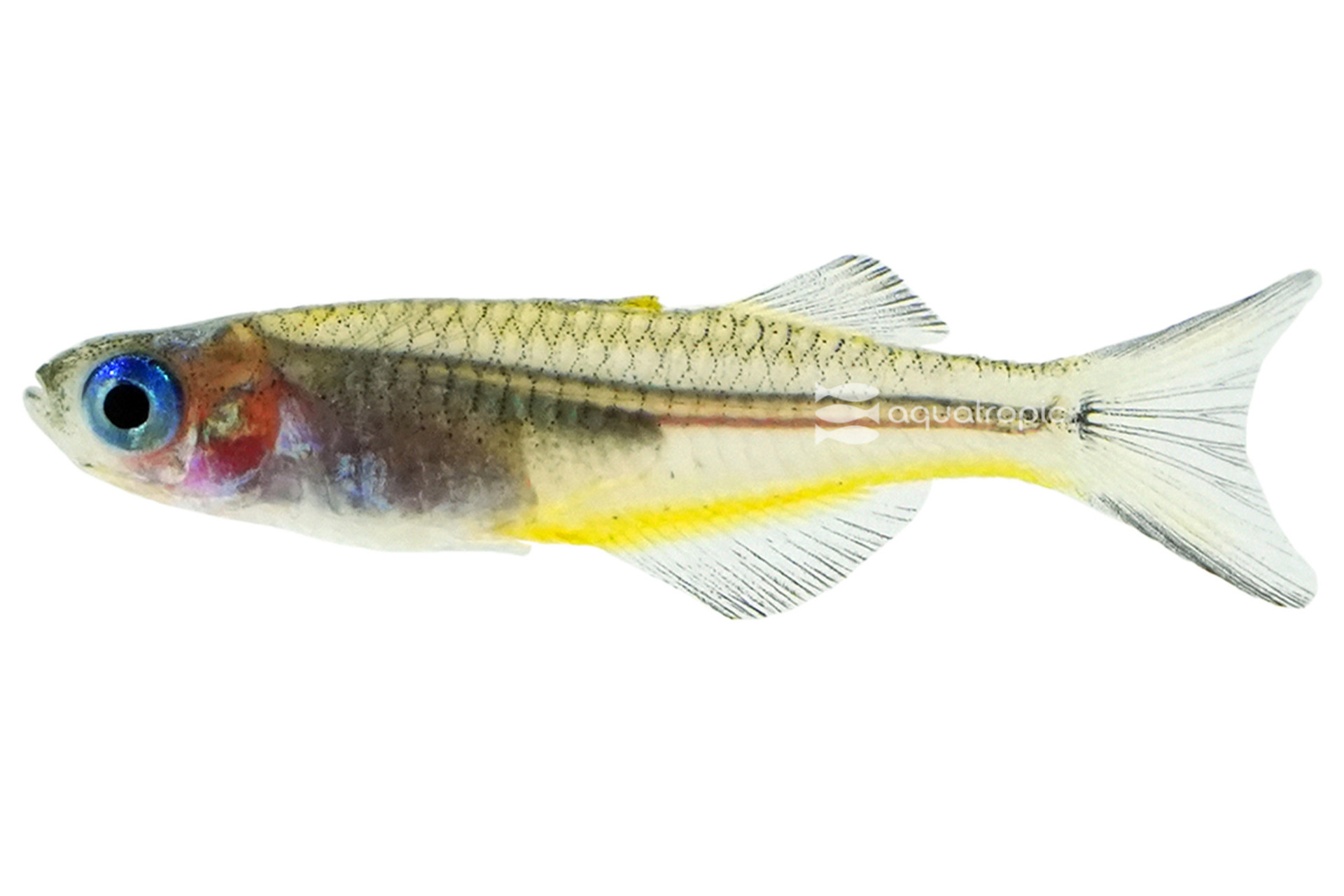 Blue Eyed Beauties thumbnail image