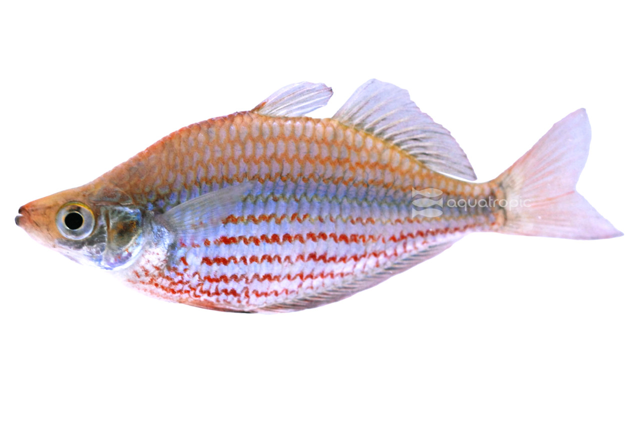 Dorityi Rainbowfish thumbnail image