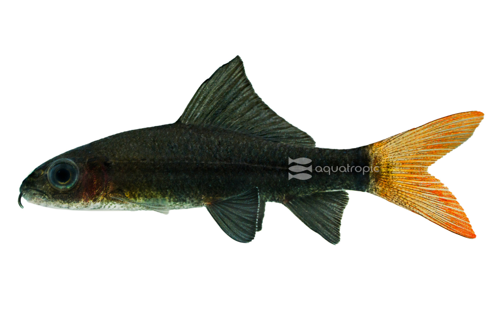 Red Tail Shark thumbnail image