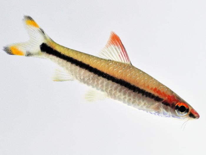 The Rose Line Shark (Sahyadria denisonii) thumbnail image