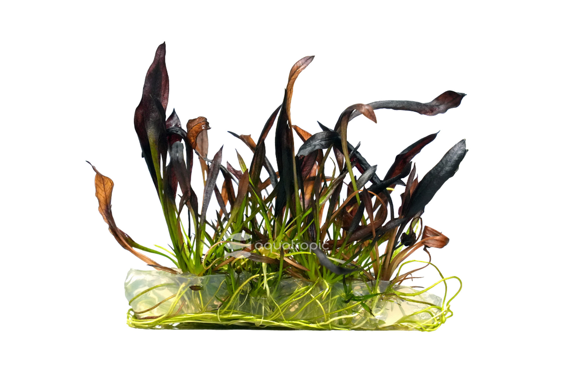 Aquatropic Tissue Culture Plants! thumbnail image