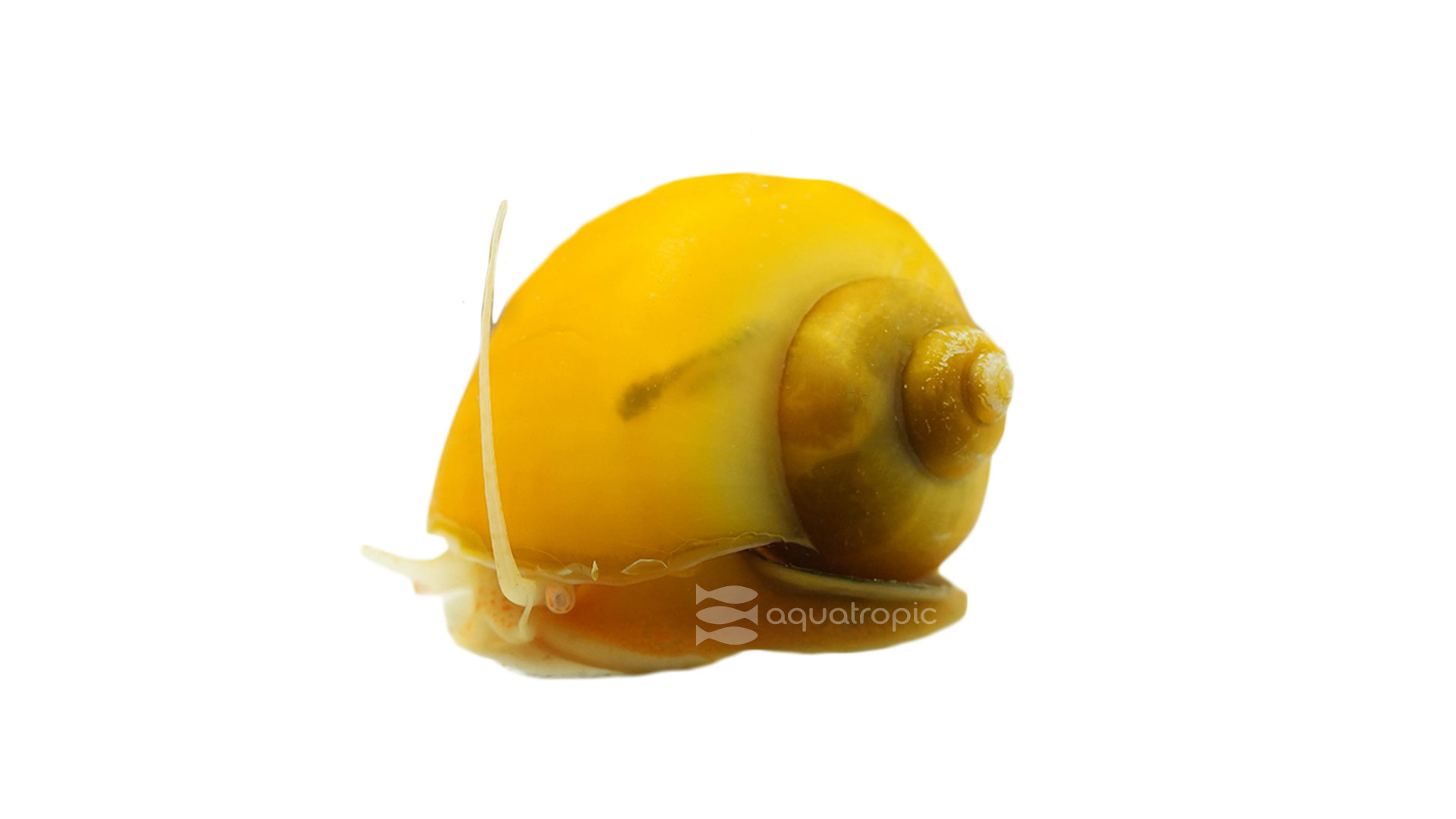 The Golden Mystery Snail - Quality Marine