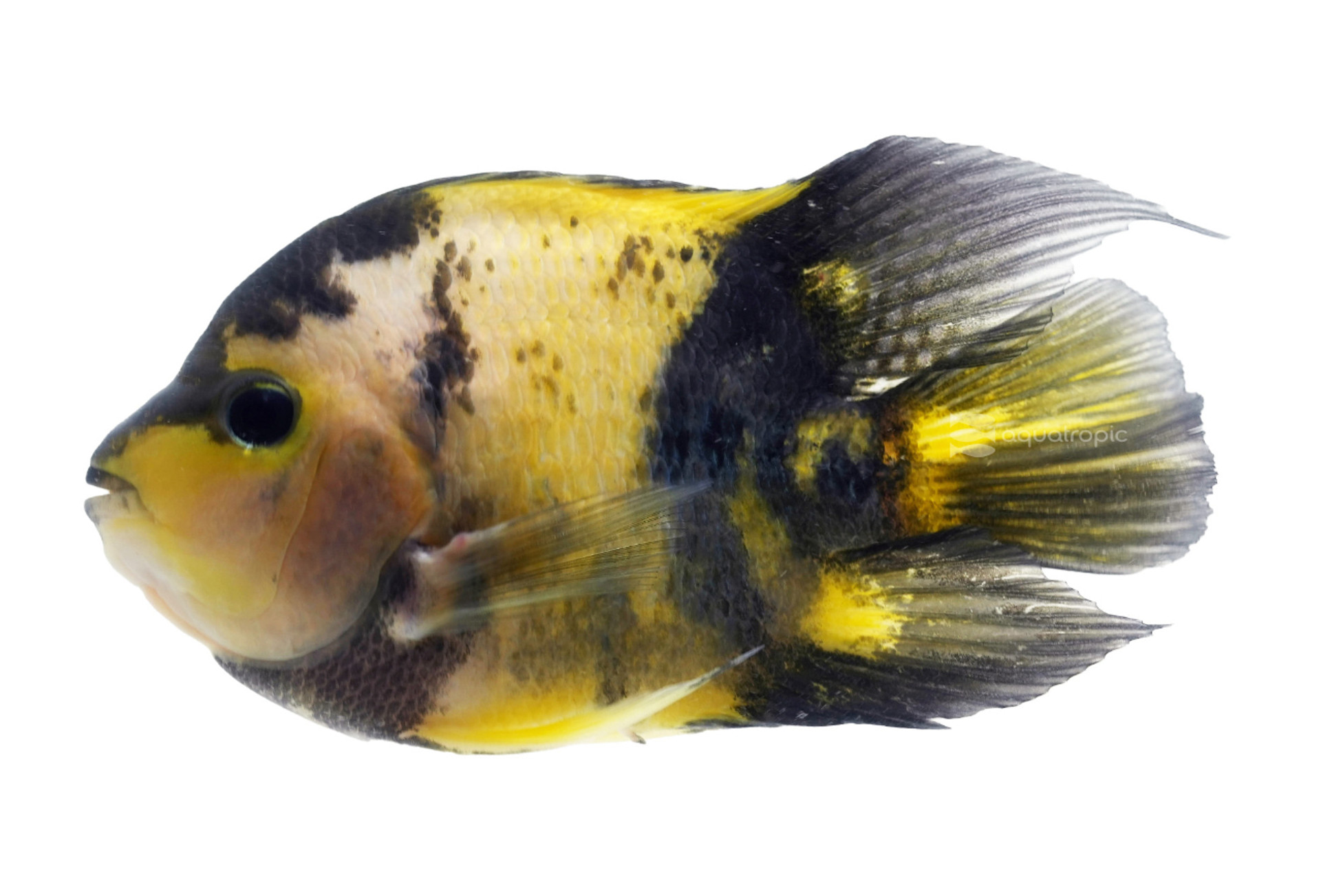 Personable Parrot Pals thumbnail image