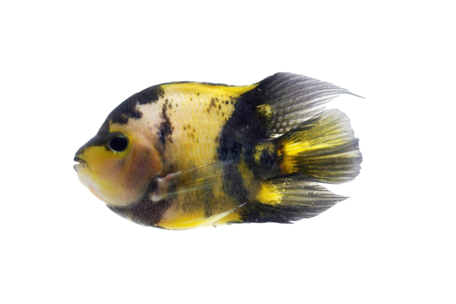 Golden / Yellow Tiger Parrot Cichlid (Cichlasoma sp) – Predatory Fins