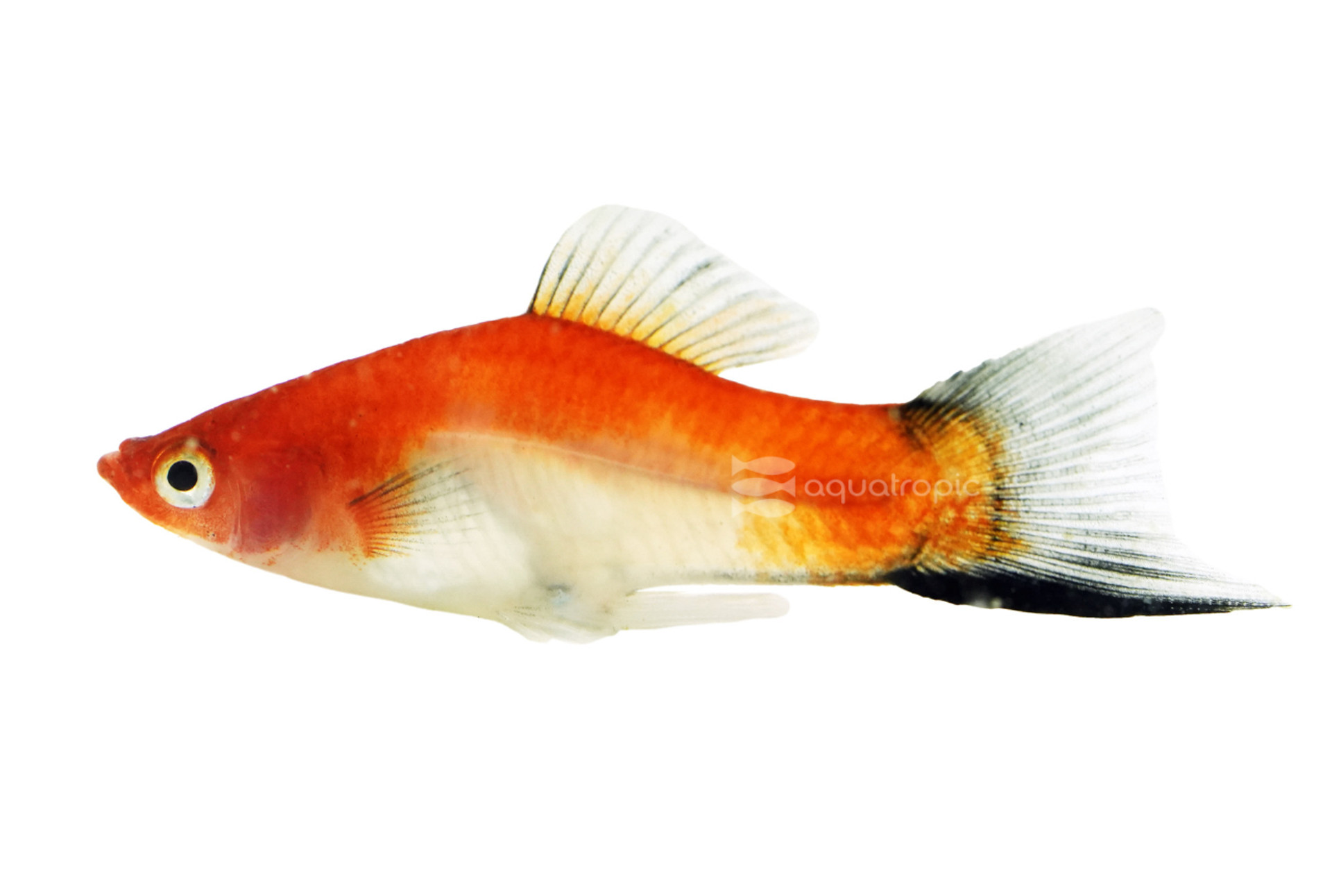 Koi Kohako Wag Swordtail thumbnail image