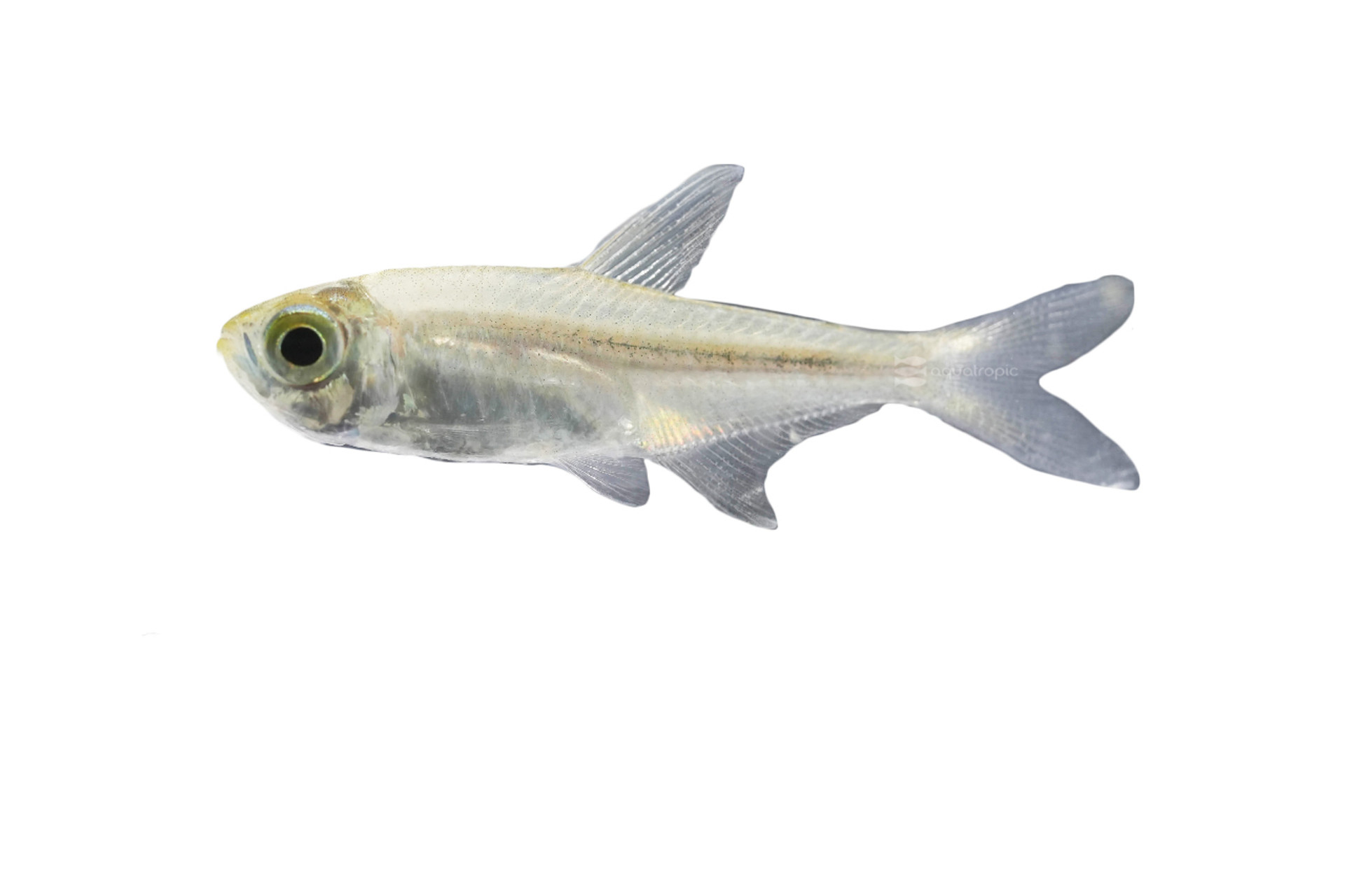 To Gold or not Too Gold, That Is The Tetra thumbnail image