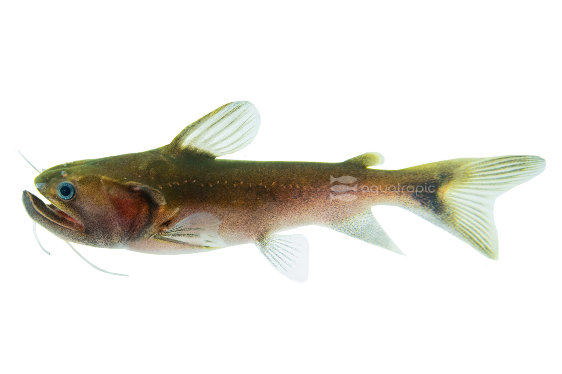 Gulper Catfish thumbnail image