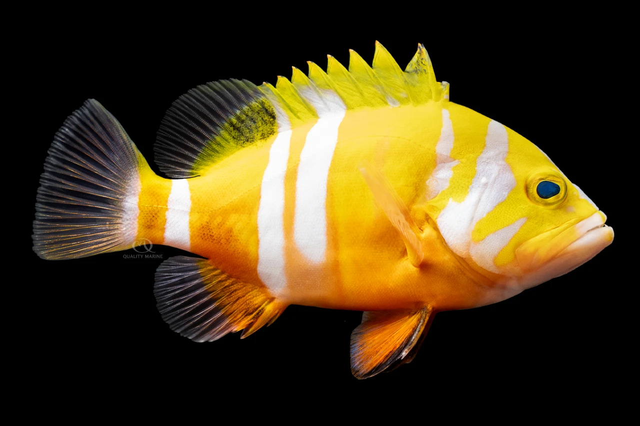 The God of the Sea thumbnail image