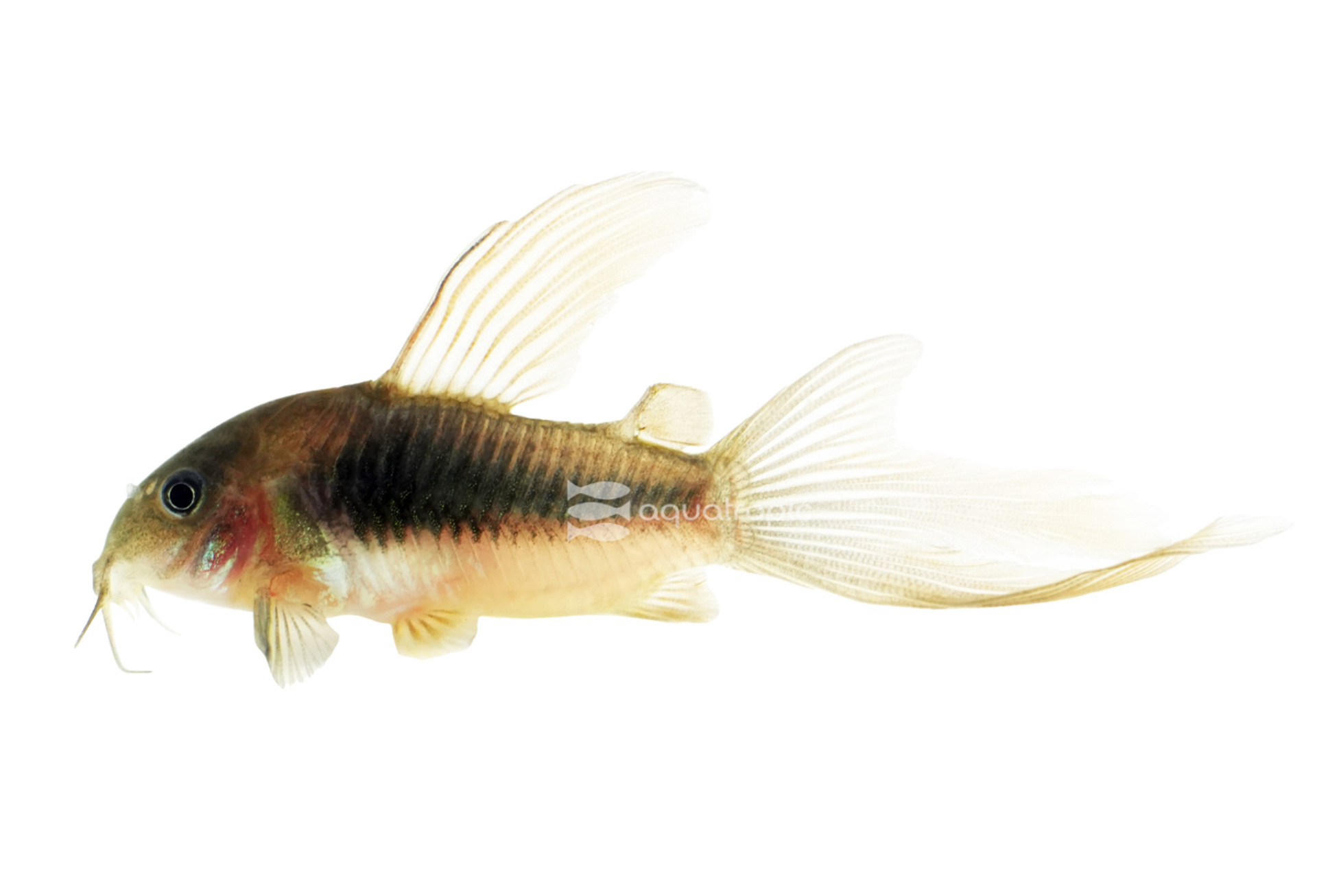 Longfin Aeneus Cory Catfish thumbnail image