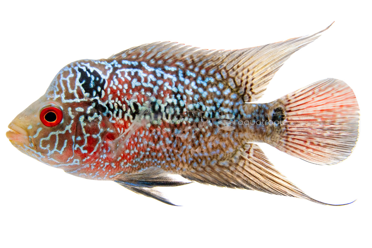 Platinum Pearl Flowerhorn Cichlid thumbnail image