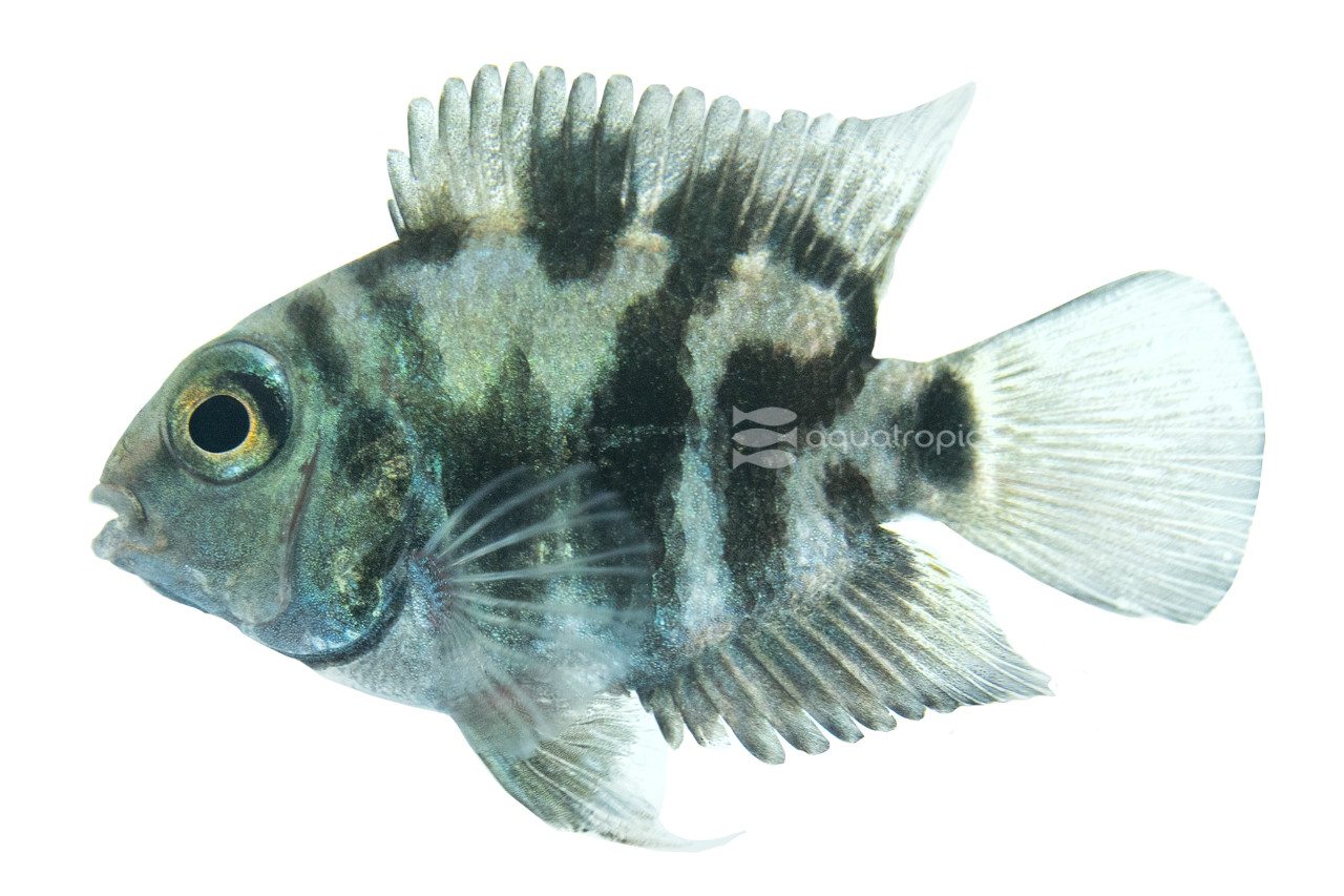 Polar Blue Convict Hybrid Parrot Cichlid thumbnail image