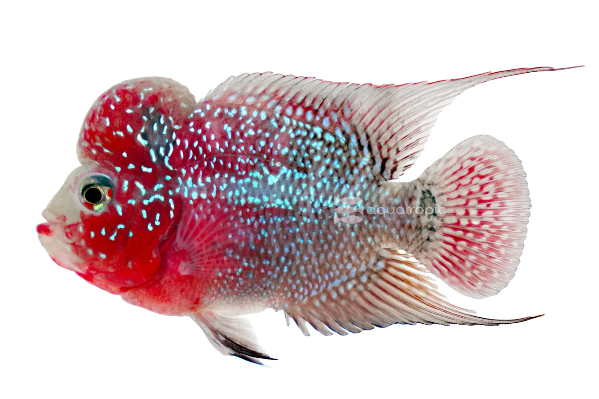 Short Body Flowerhorn Cichlid thumbnail image