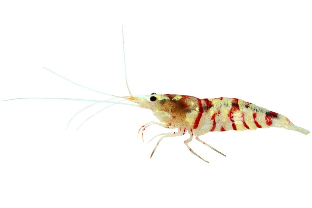 Fancy Red Crystal Shrimp thumbnail image