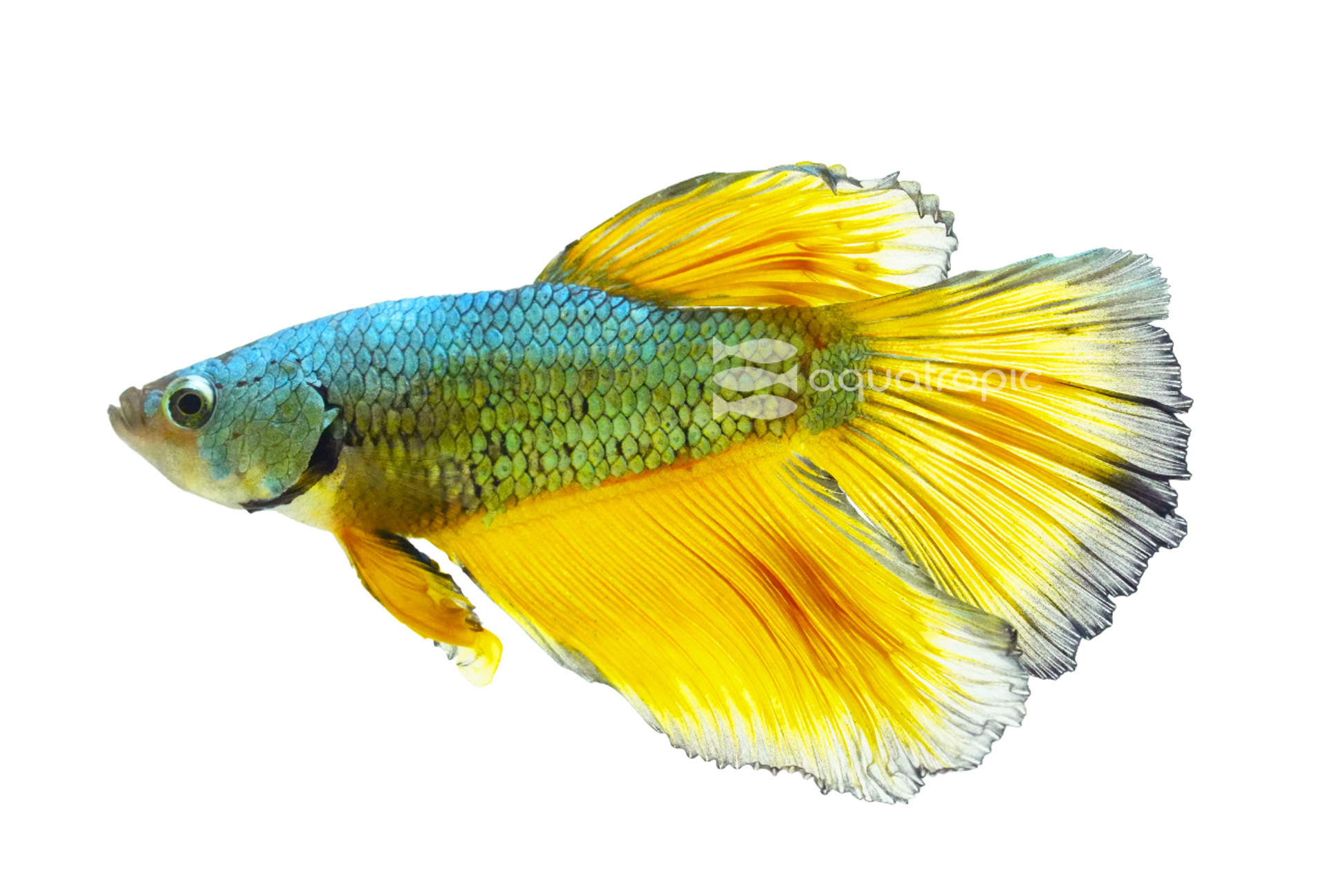 Building A Betta Community thumbnail image