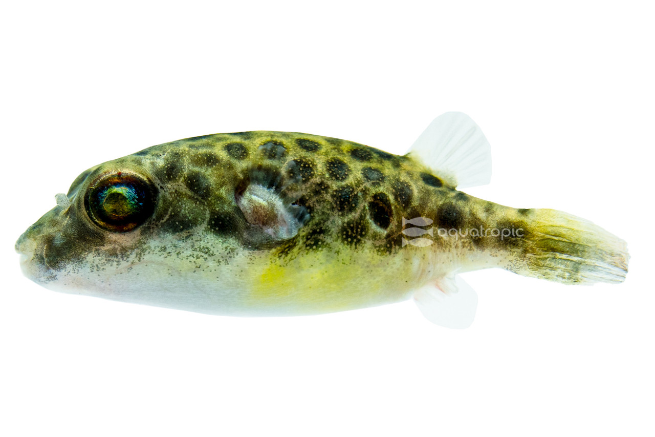 Mekong River Pufferfish thumbnail image