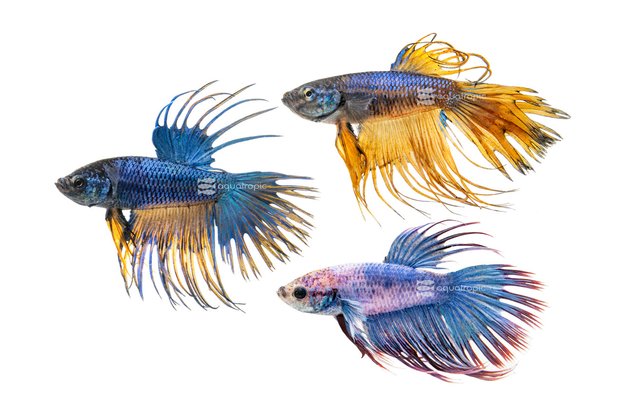 Mixed Fancy Crowntail Betta, Male thumbnail image
