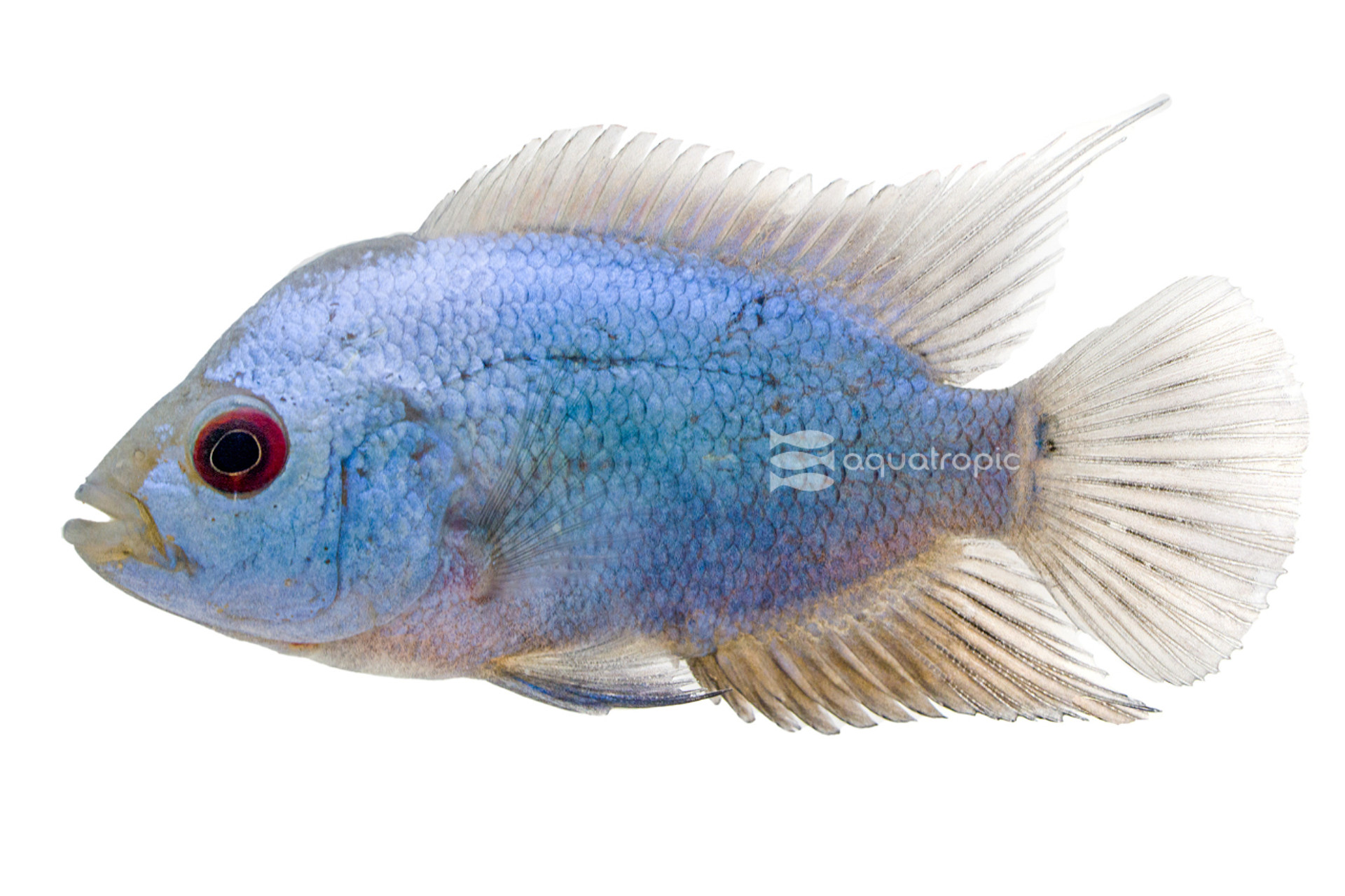 Platinum Thai Silk Flowerhorn Cichlid thumbnail image