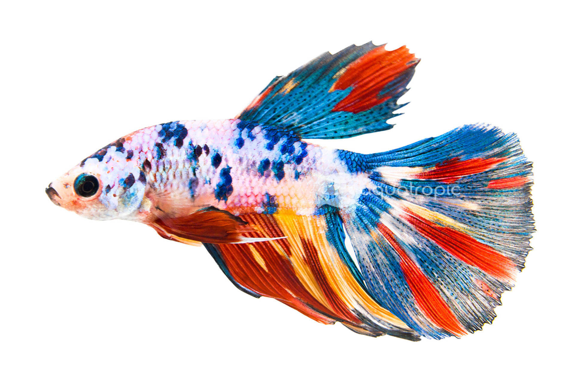 Male Halfmoon Candy Betta thumbnail image