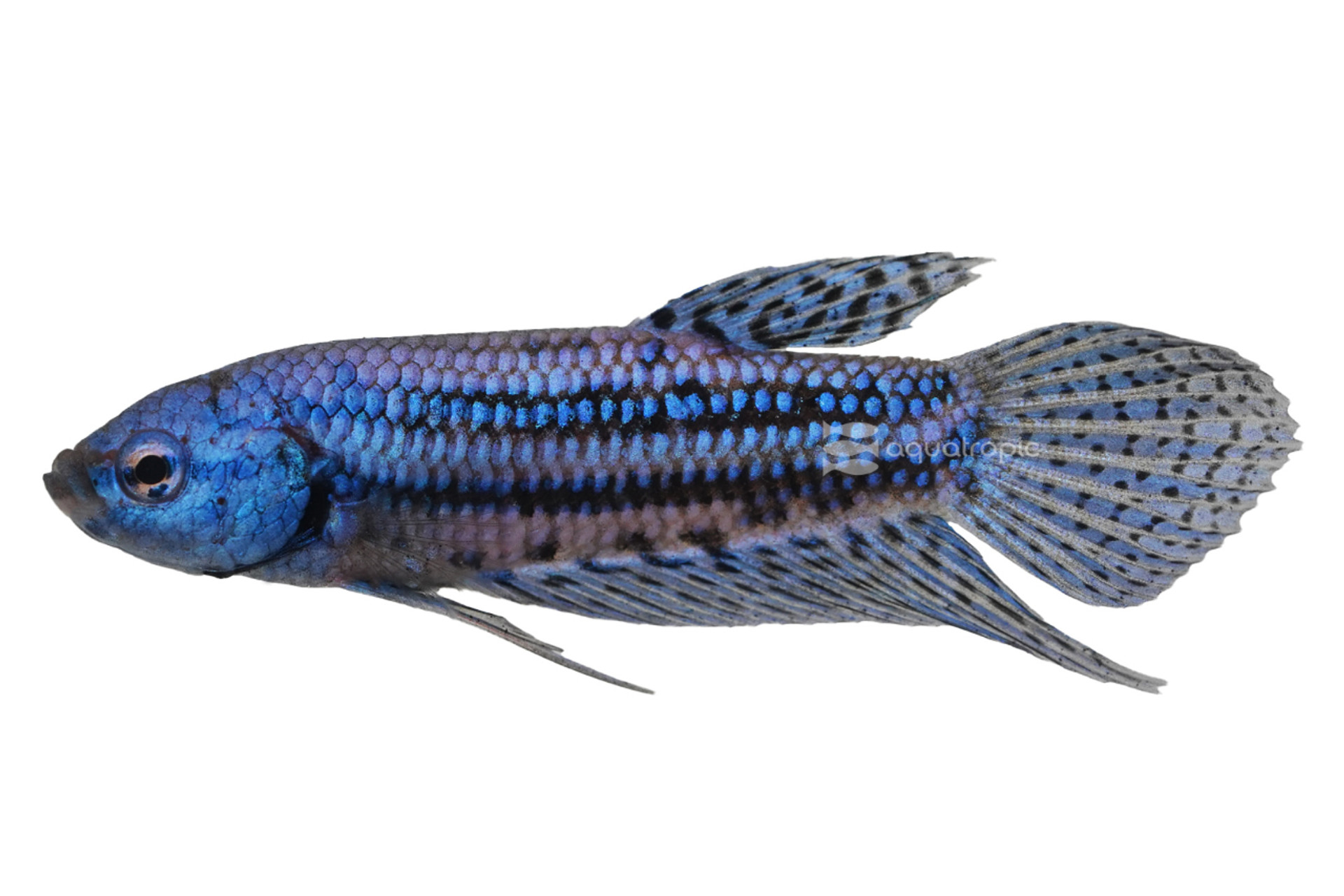 Blue Alien Betta thumbnail image