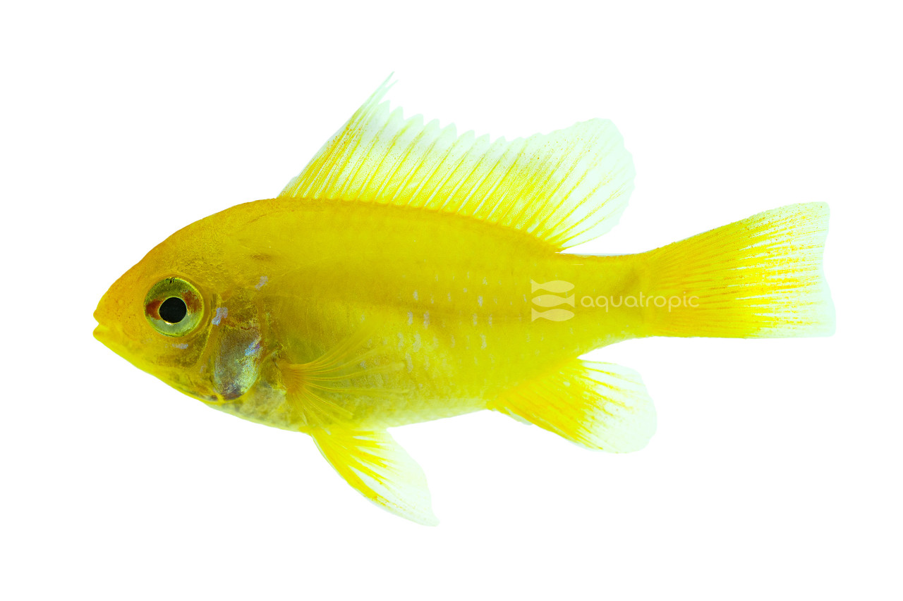 Golden Sunshine Ram Cichlid thumbnail image