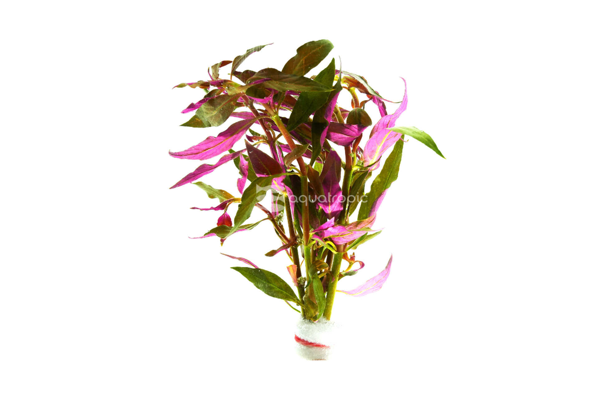 ​Alternanthera reineckii "Rosaefolia" Plant thumbnail image