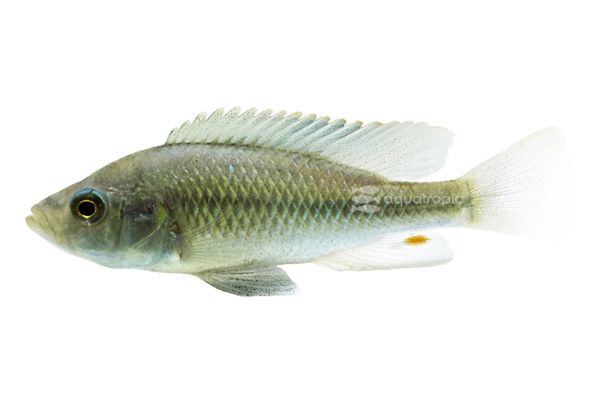 Piceatus Haplochromis Cichlid thumbnail image