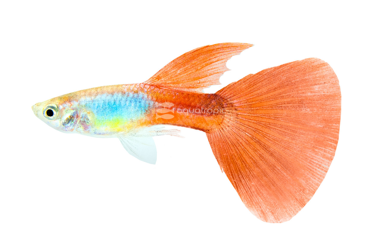 Silverado Red Tail Guppy thumbnail image