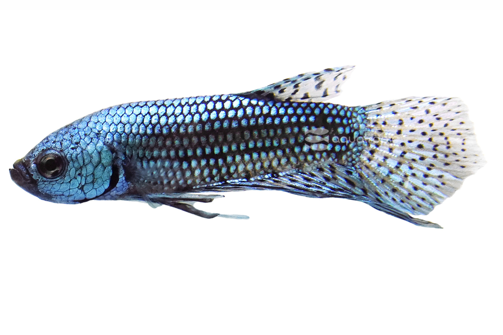 Male Alien Betta thumbnail image