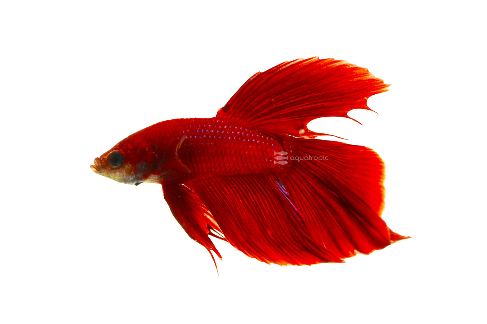 Male Red Halfmoon Betta thumbnail image