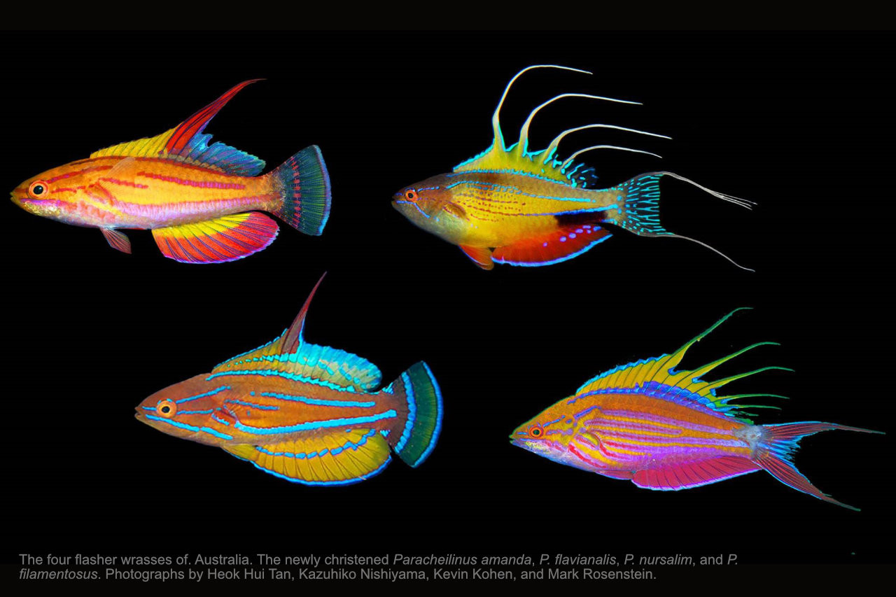 Review of Australian Species of Paracheilinus Fourmanoir (Teleostei: Labridae), with Description of a New Species from the Great Barrier Reef and Coral Sea thumbnail image