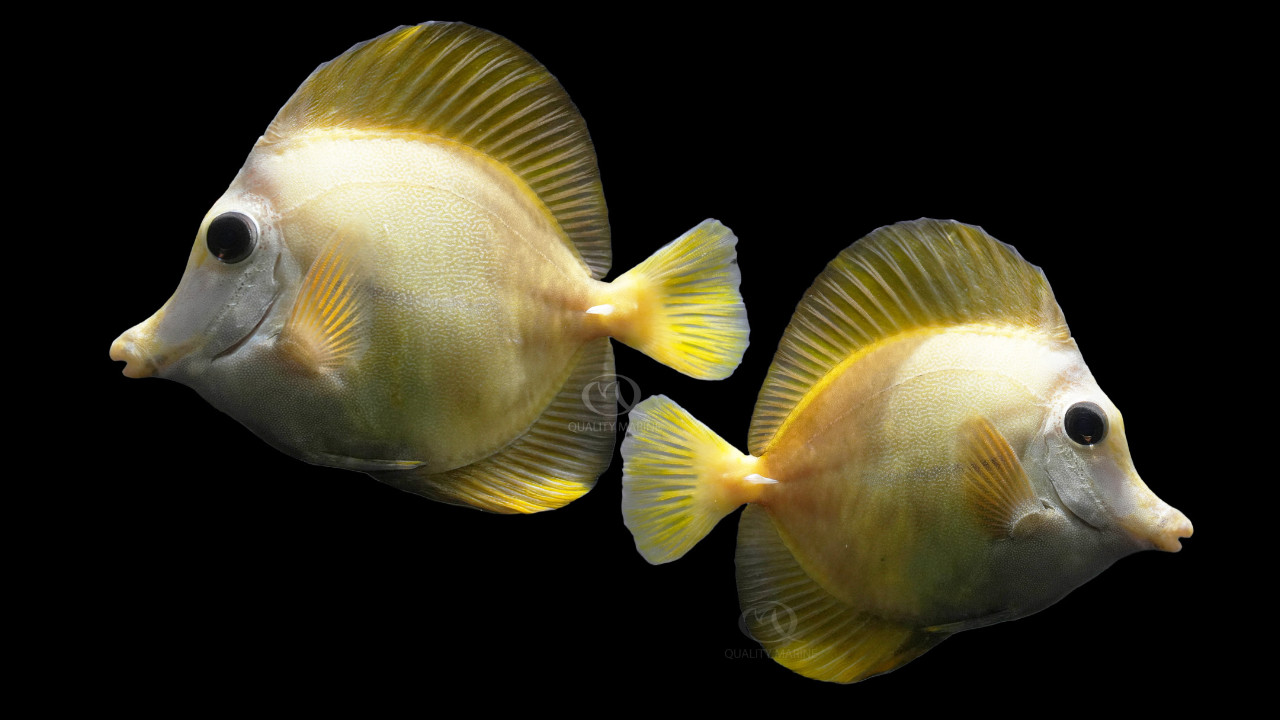 Aberrant Zebrasoma Tang thumbnail image