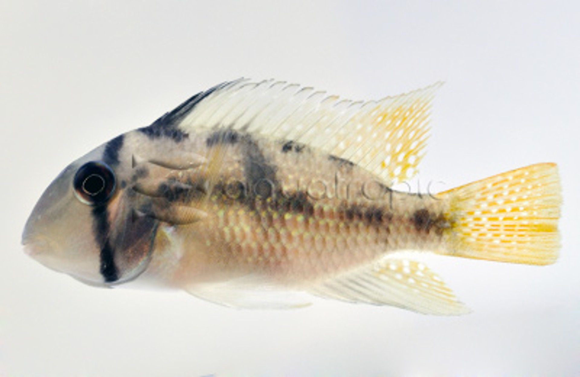 Fish Suggestions To Spice Up Your Tank thumbnail image