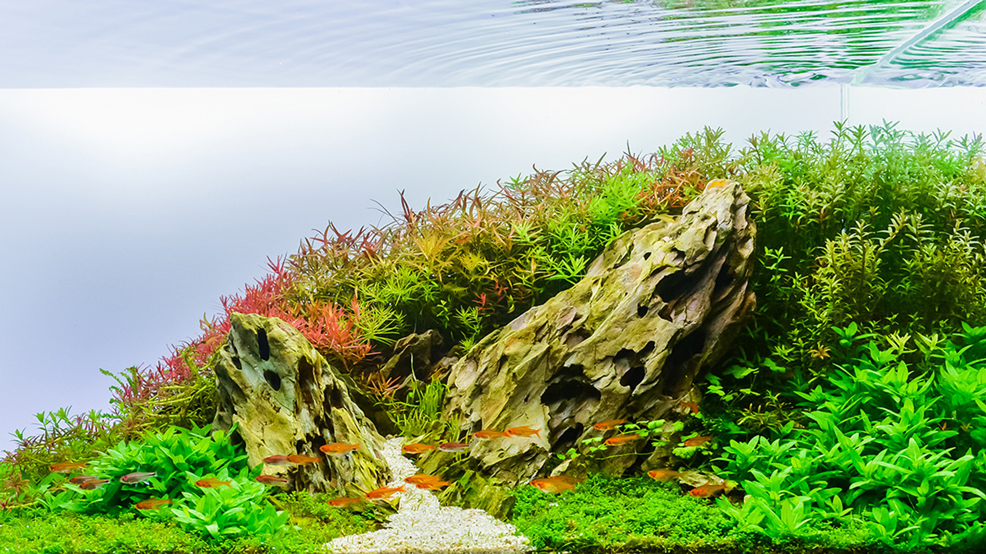 The Popularity of Dragon Stone thumbnail image