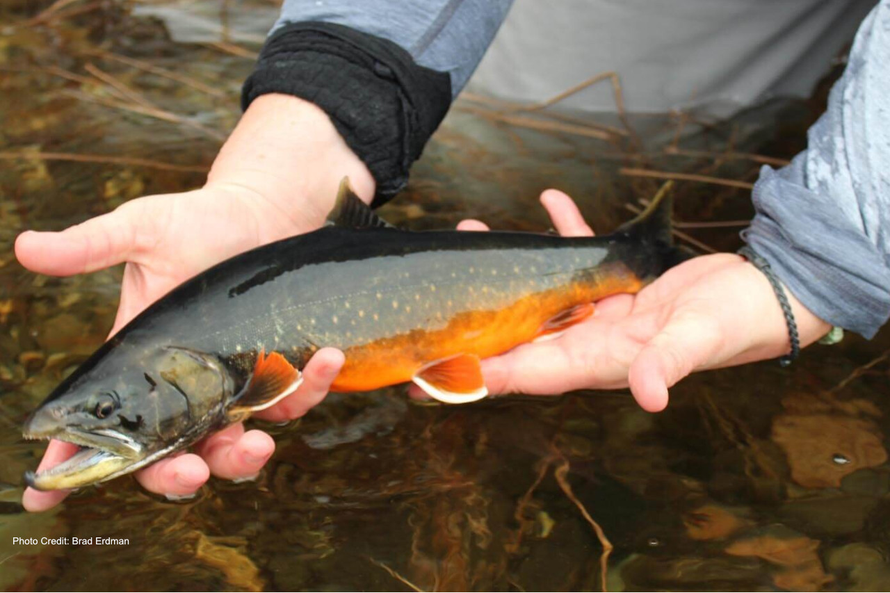 AI model analyzes 52 factors to flag extinction risks for 10,000 fish species thumbnail image