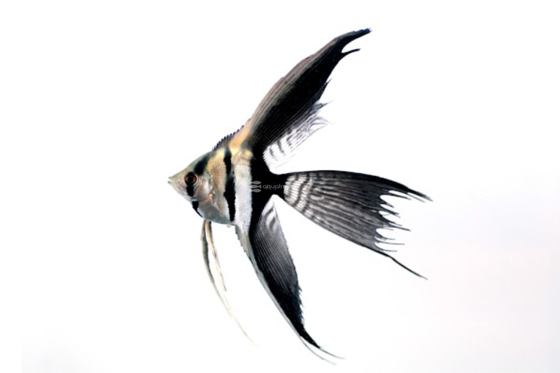 High School Student Produces First Genome Assembly for the Freshwater Angelfish (Pterophyllum scalare) thumbnail image