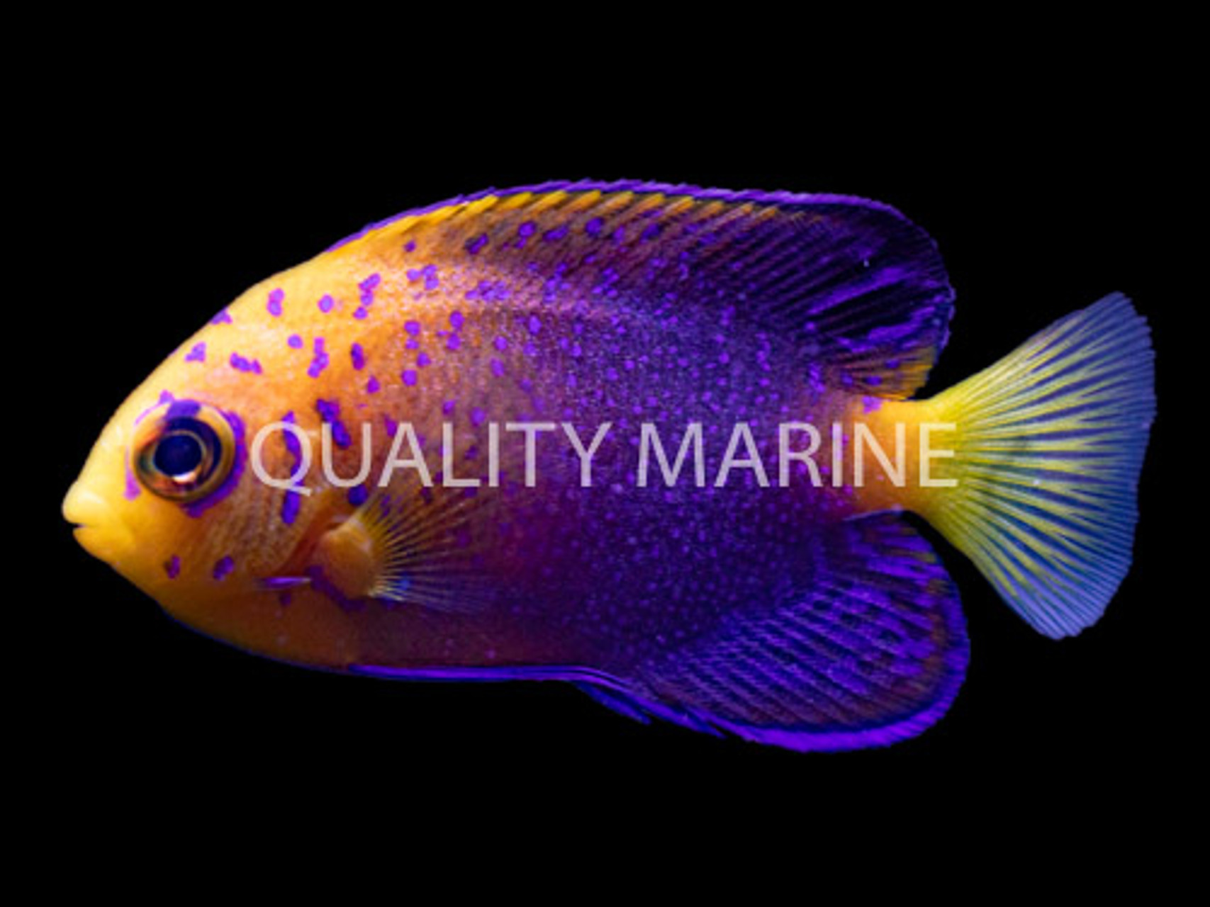 Uninterrupted Beauty: The Interruptus Angel thumbnail image