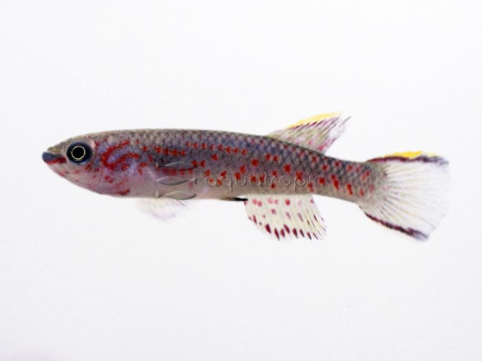 Gardeneri Killifish (Aphyosemion gardneri) thumbnail image