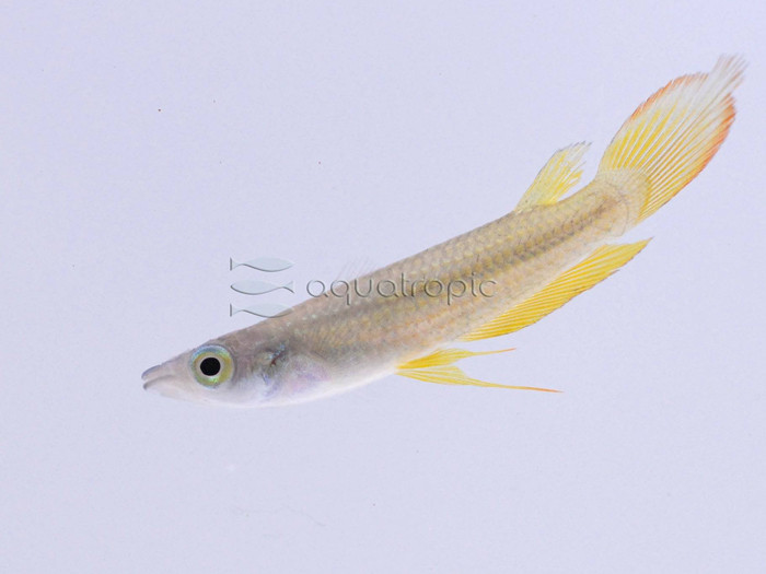 Golden Wonder Killifish (Aplocheilu lineatus) thumbnail image