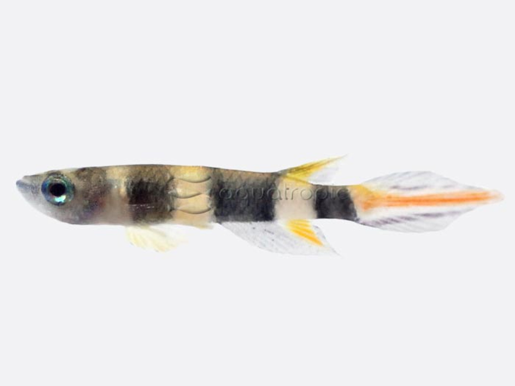 Clown Killifish (Epiplatys annulatus) thumbnail image