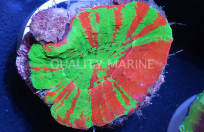 Scoly (Homophyllia australis) thumbnail image