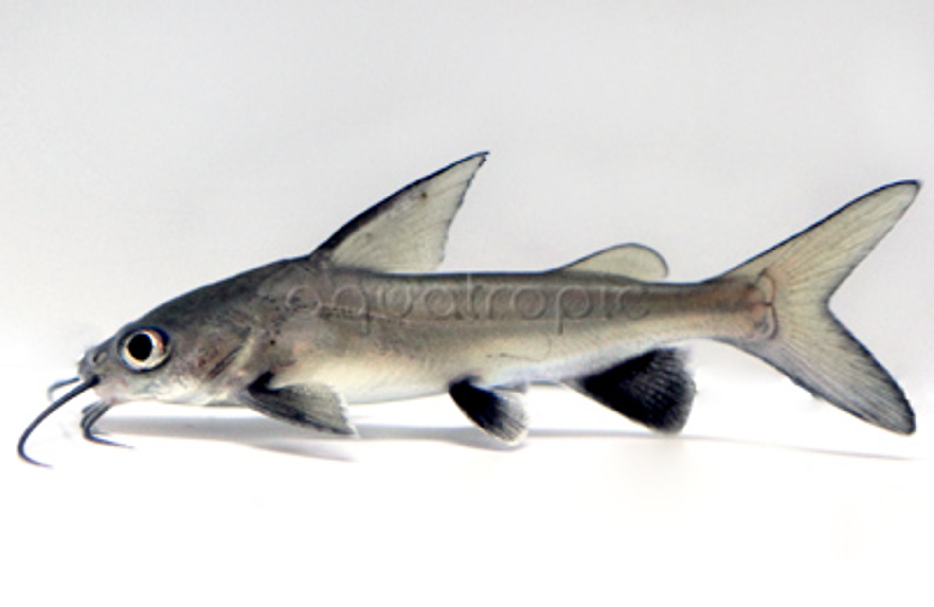 White Tip Shark Catfish (Ariopsis seemanni) - Quality Marine