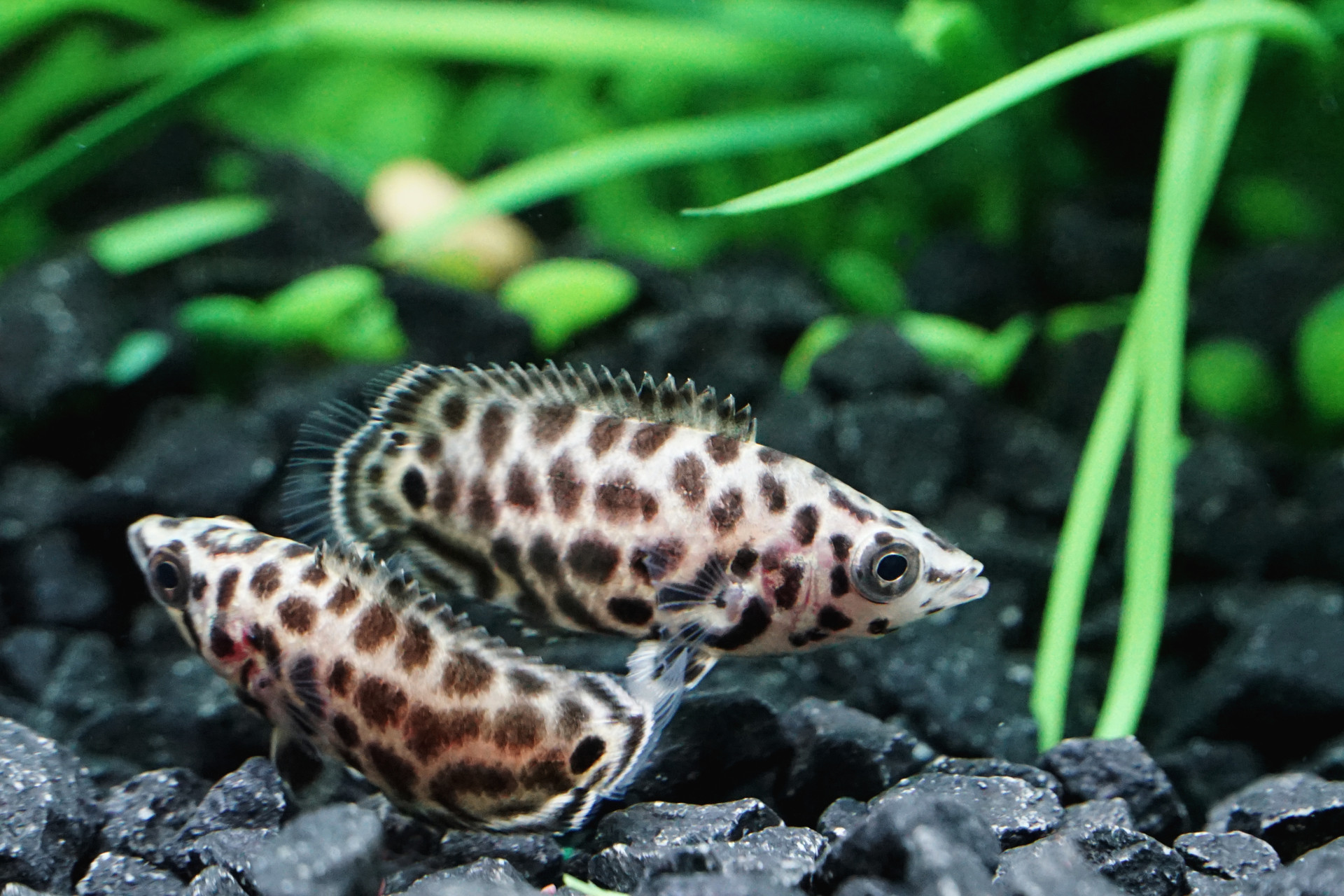 Ctenopoma acutirostre: The Spotted Climbing Perch thumbnail image