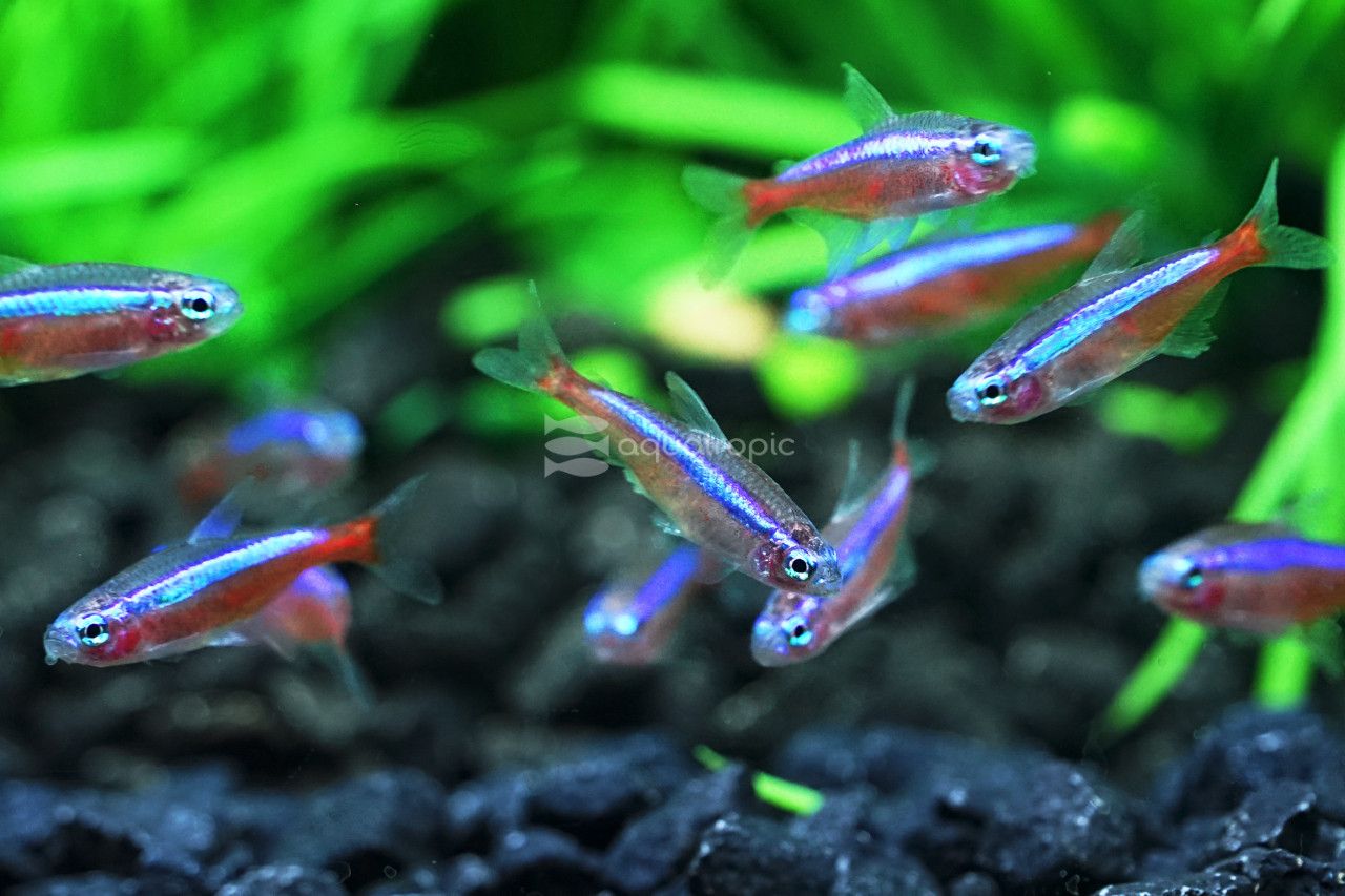 Freshwater Fish Enjoying Gamma Frozen Foods thumbnail image